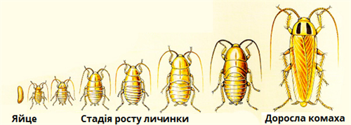 Неповне перетвонення комах підписи.png