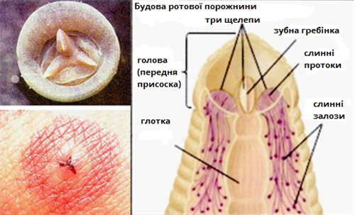 пиявка присоски.png