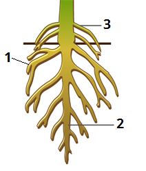 Види коренів цифри4.png