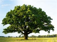 Shutterstock_707501539_tree_koks.jpg