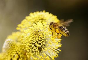 бджілка7.jpg