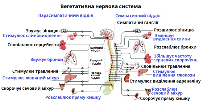 вегетативна.png