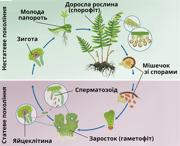 розмноження папороті укр.png