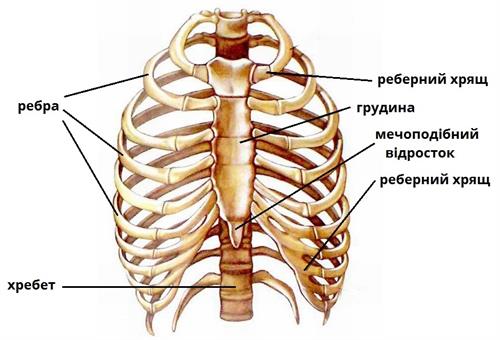 грудна клітка підписи.jpg