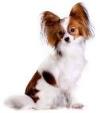1dog.jpg