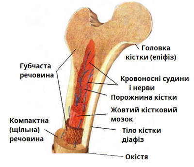 трубчаста.png