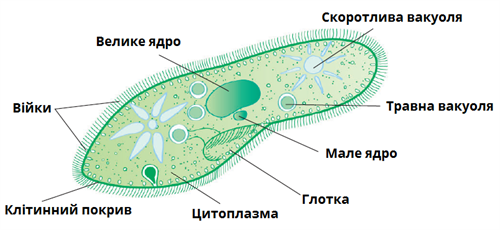 інфузорія_підписи.png