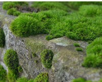 скелі мох.jpg