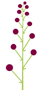 китиця схема6.png