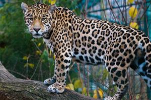 jaguar pix.jpg