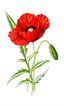 poppy-1525814_1920.png