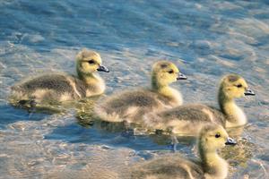 gosling2 pix.jpg
