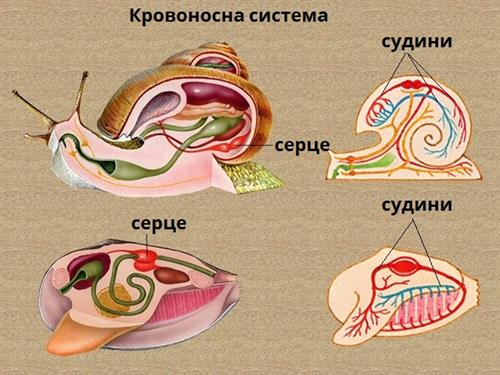 кровоносна система підписи.jpg