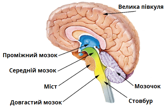 мозок1.png