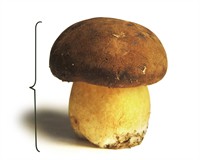 плодове тіло.jpg