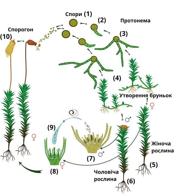 Розмноження мхів_підписи.png