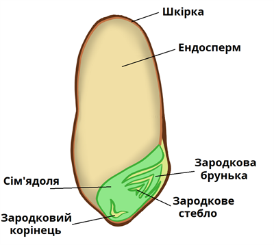 пшениця підписи1.png