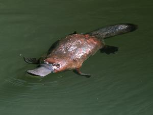 pīļknābis.jpg