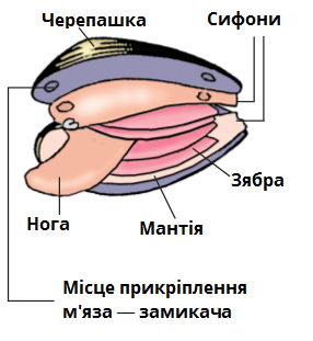 беззубка схема підписи.png