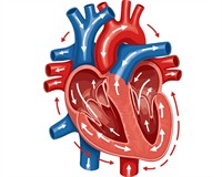 серце канва платне.jpg