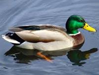 duck4.jpg