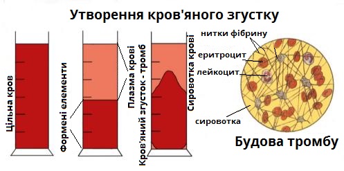 згортання крові.jpg