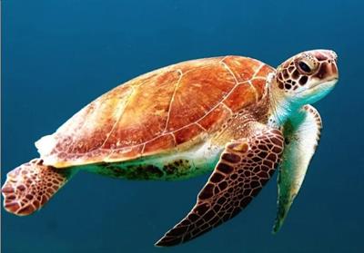 морська черепаха1.jpg