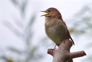 nightingale-соловей_lakstigala.jpg