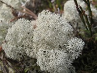 Cladonia_stellaris,_2007.jpg