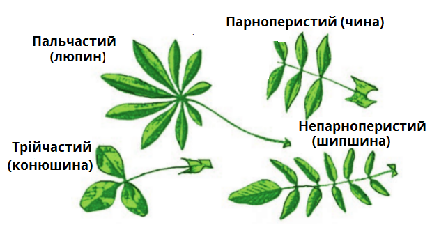 складні листки.png