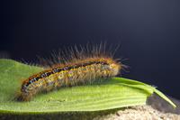 catepillar-pix.jpg