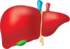 печінка.png