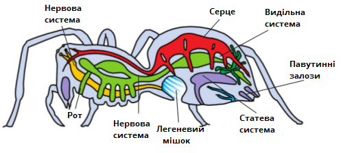 павукоподібні_загальна_будова.png