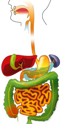 травний тракт.jpg