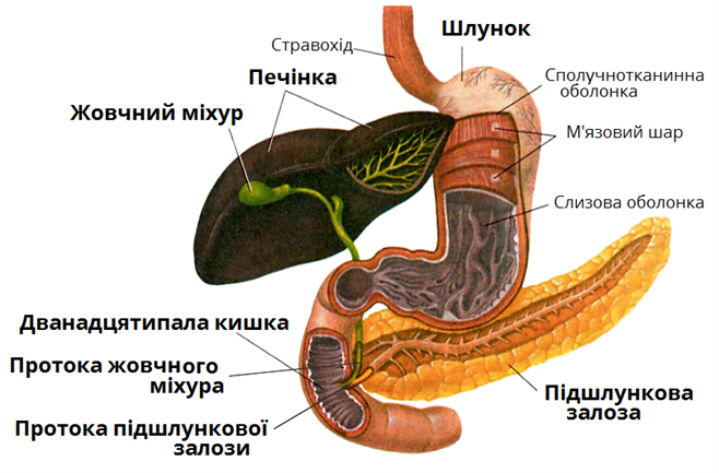 розташування шлунка.png