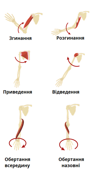 рухи мязів.png