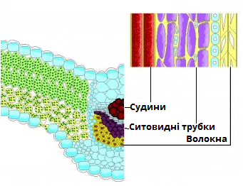 жилка.png