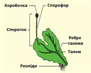 сланевиймох.png