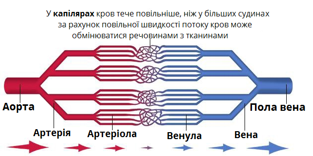 Судини: артерії, вени, капіляри — урок. Біологія, 8 клас.