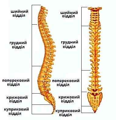 хребет підписи.jpg