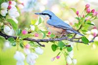 spring-bird-2295431_960_720.jpg