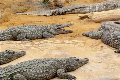 крокодили02.jpg