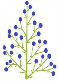 волоть схема5.png