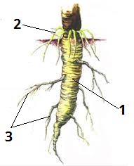 Види коренів цифри7.jpg