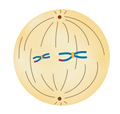 метафаза4.png