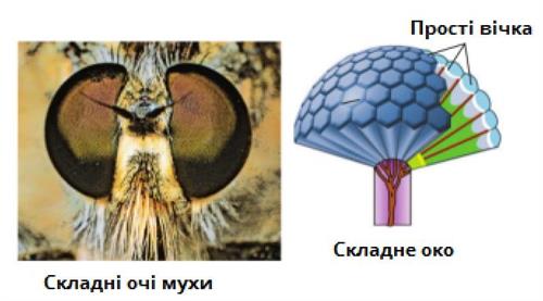 очі_комах.jpg