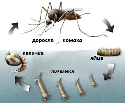 періоди_комара підписи.jpg