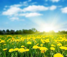 spring-field-dandelions-sunny-day.jpg