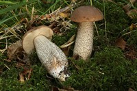 pidbereznyk-zvychajnyj-leccinum-scabrum-3.jpg