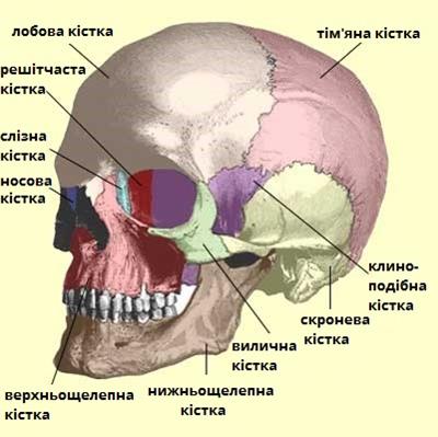 череп.jpg